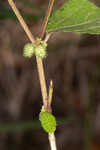 Fivestamen burbark